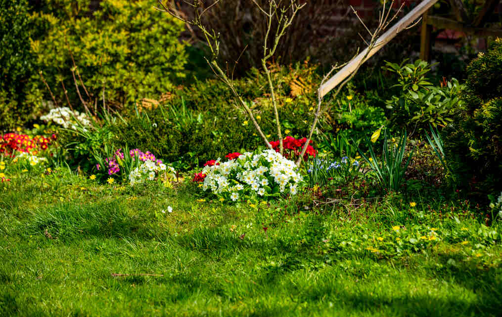 How Garden Clearance Can Revive Plant and Animal Habitats
